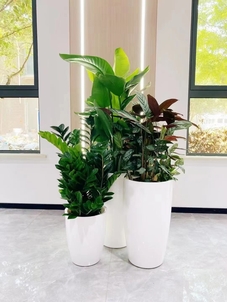 北仑花卉租摆服务好